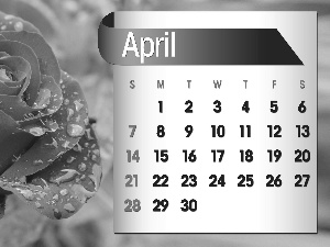 Calendar, april, 2013, rose