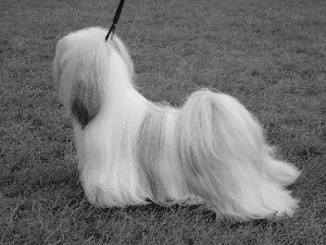 combed, Lhasa Apso
