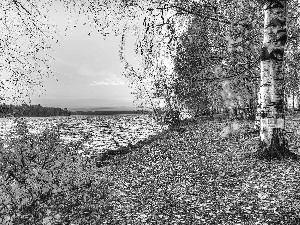 autumn, River, birch