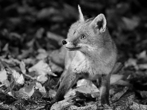 fox, Leaf, autumn, forest