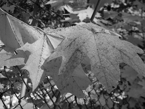 autumn, Leaf, maple