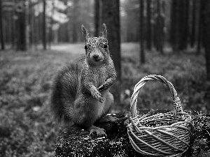 squirrel, basket, autumn, forest