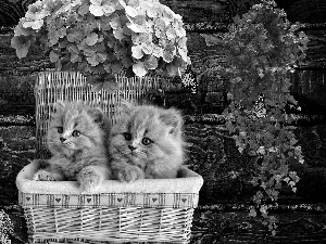 basket, Flowers, tiny, puss, sweet