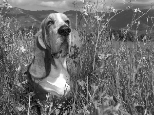 basset, Mountains, Meadow