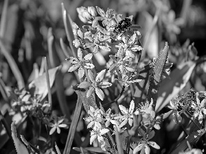 Insect, bee, Blue, squill, Flowers