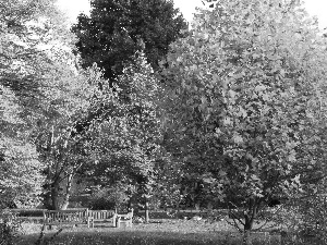 trees, Park, bench, autumn, viewes, color
