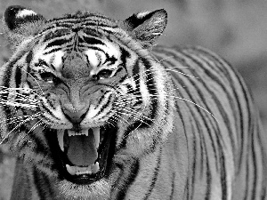 bengal, dangerous, tiger