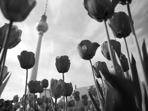 Tulips, Television, Berlin, tower