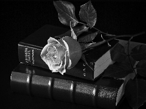 Bible, rose, leaves
