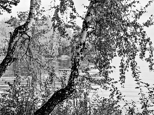 birch, autumn, lake
