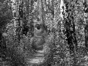 birch, forest, Path