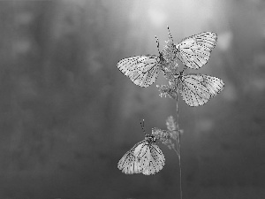 butterflies, beatyfull, Silver