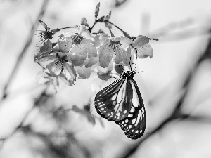 trees, Flowers, butterfly, Close, viewes, fruit