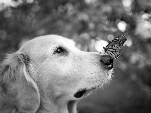 butterfly, Golden Retriever, dog