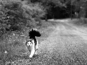 Black, white, cat, fluffy, Yellow, dandelions, forest, Way, tail