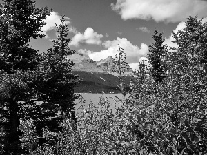 Moraine, Mountains, Chamerion, Willowherb, Spruces, lake