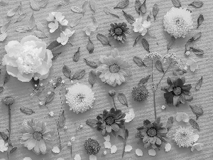 Chrysanthemums, Flowers, flakes