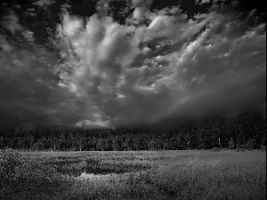 swampy, forest, clouds, Meadow