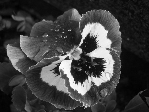 drops, pansy, Colourfull Flowers