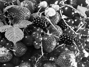 Fruits, blackberries, currants, strawberries