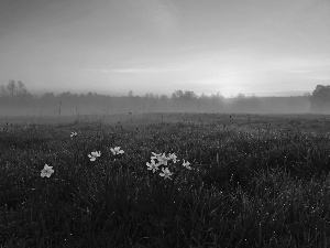 Meadow, Fog, Daffodils, Sunrise