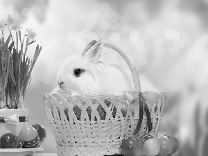 Daffodils, basket, Wild Rabbit, eggs, Easter