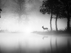 Fog, forest, deer, water