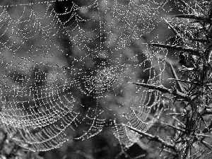 Web, dew