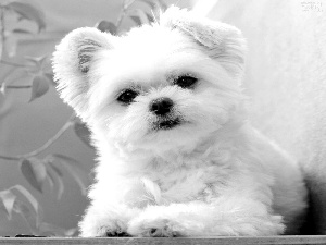 small, doggie, Maltese, White