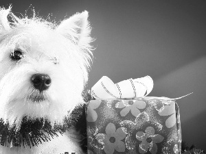 doggy, Christmas, Present
