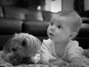 Yorkshire Terrier, Kid, doggy
