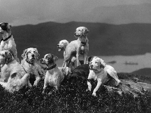 dogs, hill, Seven