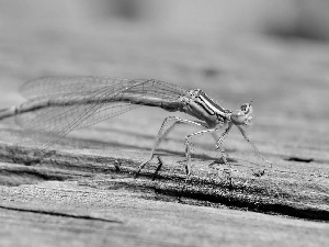 dragon-fly, Wood