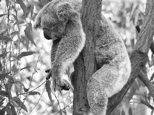 dream, Koala, trees