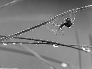 Spider, blades, drops, grass