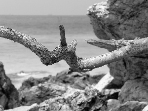 dry, branch, Waves, rocks, sea