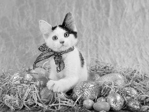 eggs, Easter, cat