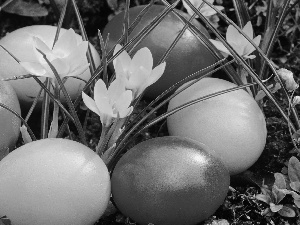 Easter, crocuses, eggs, Yellow