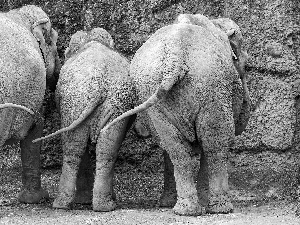 Three, Tails, rocks, Elephants
