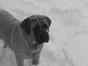 snow, mouth, English mastiff