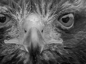 Head, nose, Eyes, Eagle