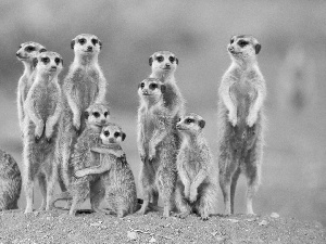 Meerkats, Family