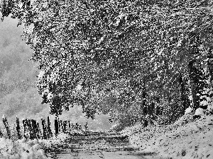 viewes, Way, Fance, snow, Leaf, trees