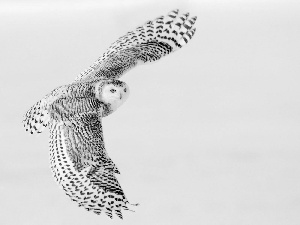 flight, owl, snow