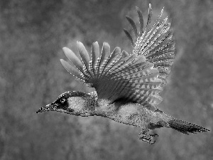 woodpecker, flight