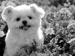 Flowers, Maltese, doggy, color, White