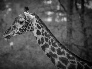 giraffe, forest