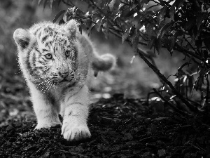forest, Leaf, White, Tiger, small
