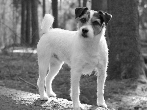 Parson Russell Terrier, forest