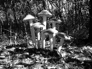 toadstools, forest
